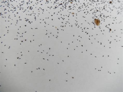 Carpet beetles are . . Tiny black bugs look like pepper